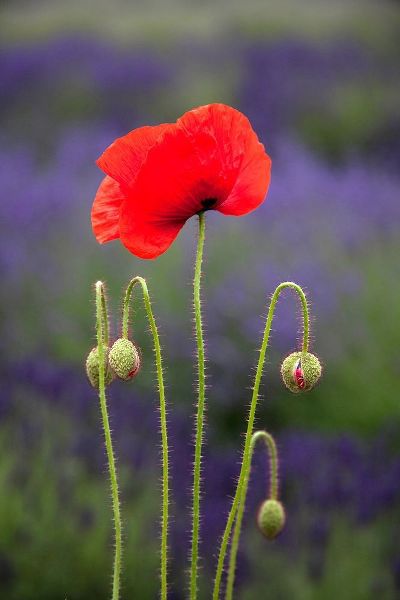 Washington State-Sequim-early summer blooming red poppies